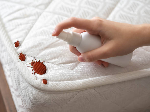 Wasp Removal Services in Fox Chase, PA