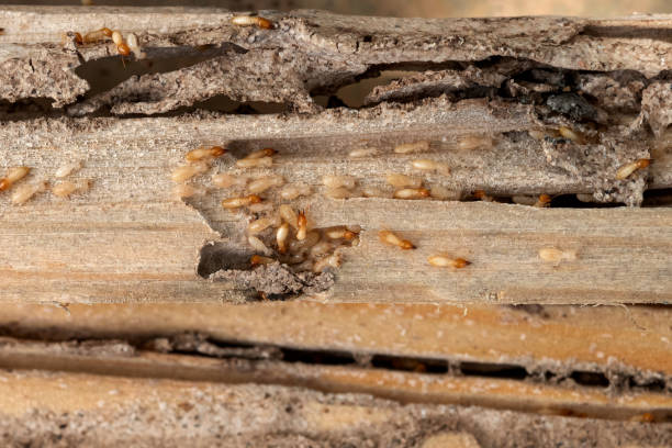 Best Pest Prevention Services  in Fox Chase, PA